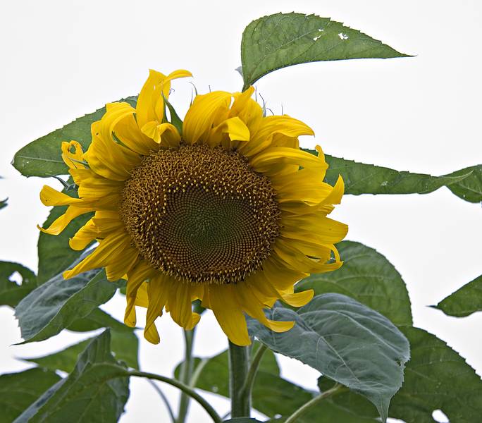 Sunflower in the garden.<br />Reception for art show.<br />August 21, 2010 - Hancock Shaker Village, Massachusetts.