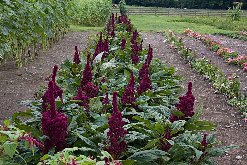 In the vegetable garden.<br />Reception for art show.<br />August 21, 2010 - Hancock Shaker Village, Massachusetts.