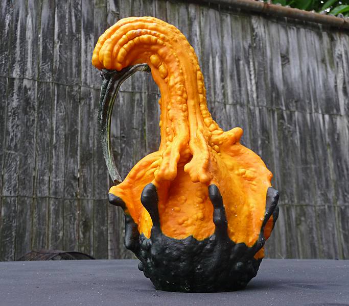 One of Paul's gourds.<br />Sept. 24, 2010 - At Marie's in Lawrence, Massachusetts.