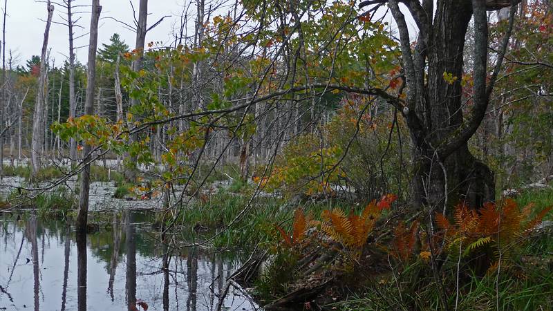 Hike along marsh off Egypt Road.<br />Marsh courtesy of Sucker Brook and beavers?<br />Sept. 25, 2010 - Visiting Bunny and Ross' on Panther Pond in Raymond, Maine.