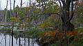 Hike along marsh off Egypt Road.<br />Marsh courtesy of Sucker Brook and beavers?<br />Sept. 25, 2010 - Visiting Bunny and Ross' on Panther Pond in Raymond, Maine.