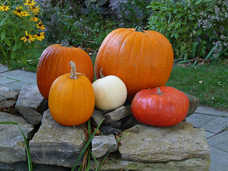 Seasonal decoration.<br />Oct. 8, 2010 - Curzon's Mill, Newburyport, Massachusetts.