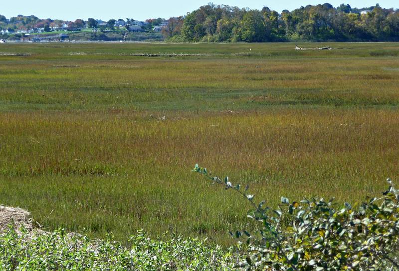View west off dirt road.<br />Oct. 10, 2010 - Parker River National Wildlife Refuge, Plum Island, Massachusetts.