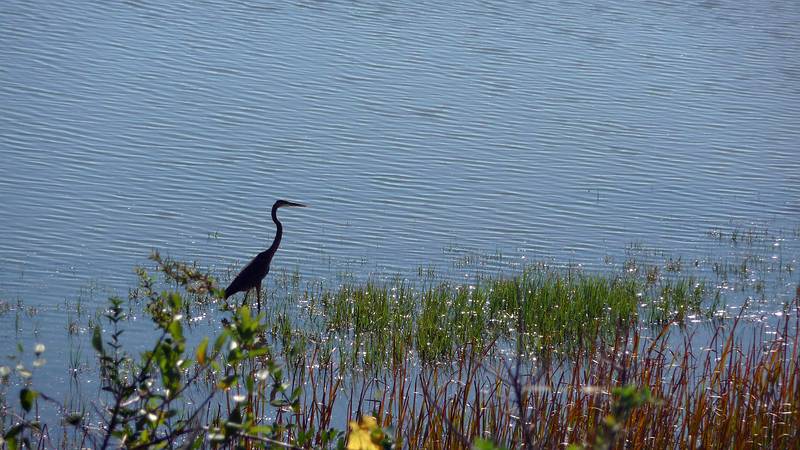 Great blue heron, Stage Pond observation platform.<br />Oct. 10, 2010 - Parker River National Wildlife Refuge, Plum Island, Massachusetts.