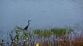 Great blue heron, Stage Pond observation platform.<br />Oct. 10, 2010 - Parker River National Wildlife Refuge, Plum Island, Massachusetts.