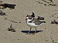 Juvenile semipalmated plover.<br />Oct. 10, 2010 - Parker River National Wildlife Refuge, Plum Island, Massachusetts.