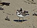 Juvenile semipalmated plover.<br />Oct. 10, 2010 - Parker River National Wildlife Refuge, Plum Island, Massachusetts.