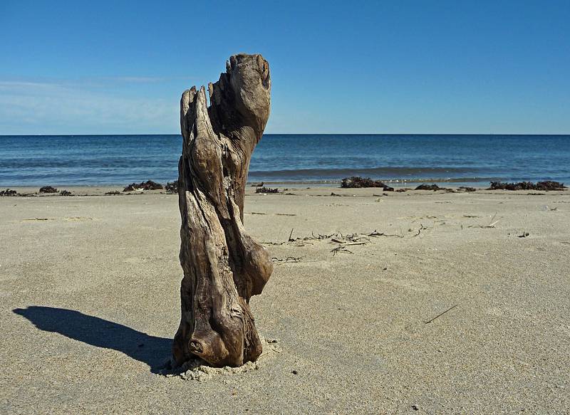 Weathered driftwood (about 10" tall).<br />Oct. 10, 2010 - Parker River National Wildlife Refuge, Plum Island, Massachusetts.