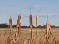 Cattails.<br />Oct. 18, 2010 - Sandy Point State Reservation, Plum Island, Massachusetts.