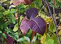 Poison ivy.<br />Oct. 18, 2010 - Sandy Point State Reservation, Plum Island, Massachusetts.