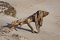 An evocative piece of driftwood.<br />Oct. 18, 2010 - Sandy Point State Reservation, Plum Island, Massachusetts.