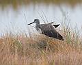 Greater yellow legs.<br />Oct. 25, 2010 - Nelson Island, Parker River National Wildlife Refuge, Rowley, Massachusetts.