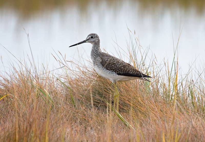 Greater yellow legs.<br />Oct. 25, 2010 - Nelson Island, Parker River National Wildlife Refuge, Rowley, Massachusetts.