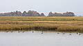 Greater yellow legs.<br />Oct. 25, 2010 - Nelson Island, Parker River National Wildlife Refuge, Rowley, Massachusetts.