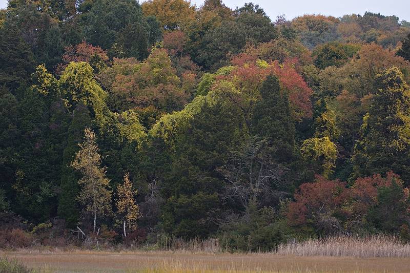 Edge of the salt marsh.<br />Oct. 25, 2010 - Old Town Hill, Newbury, Massachusetts.