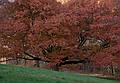 Tree in meadow at the far NE corner of the park.<br />Nov. 1, 2010 - Maudslay State Park, Newburyport, Massachusetts.