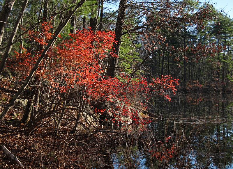 Along Salem Pond.<br />Nov. 13, 2010 - Harold Parker State Forest, Andover, Massachusetts.