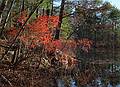 Along Salem Pond.<br />Nov. 13, 2010 - Harold Parker State Forest, Andover, Massachusetts.