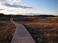 Nov. 28, 2010 - Parker River National Wildlife Refuge, Plum Island, Massachusetts.