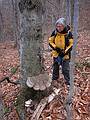 Joyce admiring a large mushroom like growth (a kind of a polypore?).<br />Hiking along Newbury Trail to Mt. Sunapee.<br />Dec. 4, 2010 - Sunapee State Park, New Hampshire.