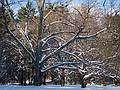 Jan. 16, 2011 - Maudslay State Park, Newburyport, Massachusetts.