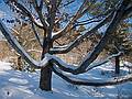 Jan. 16, 2011 - Maudslay State Park, Newburyport, Massachusetts.