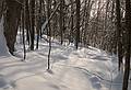 Deer tracks.<br />On snowshoe trail to the chapel.<br />Jan. 20, 2011 - At the Trapp Family Lodge in Stowe, Vermont.