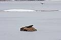 Seal on the Merrimack River.<br />The local eagle festival.<br />Feb. 12, 2011 - Deer Island, Amesbury, Massachusetts.