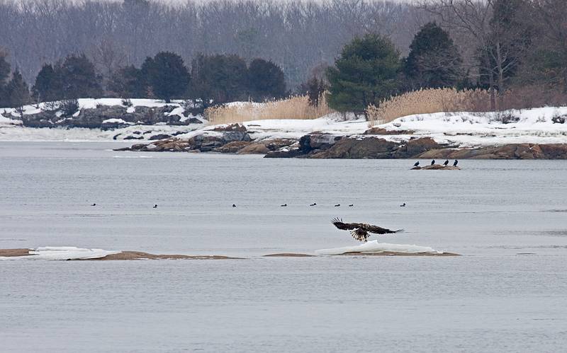 A juvenile eagle on ice on the Merrimack River.<br />The local eagle festival.<br />Feb. 12, 2011 - Deer Island, Amesbury, Massachusetts.