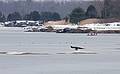 A juvenile eagle on ice on the Merrimack River.<br />The local eagle festival.<br />Feb. 12, 2011 - Deer Island, Amesbury, Massachusetts.