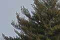 A bald eagle on Eagle Island on the Merrimack River.<br />The local eagle festival.<br />Feb. 12, 2011 - Deer Island, Amesbury, Massachusetts.