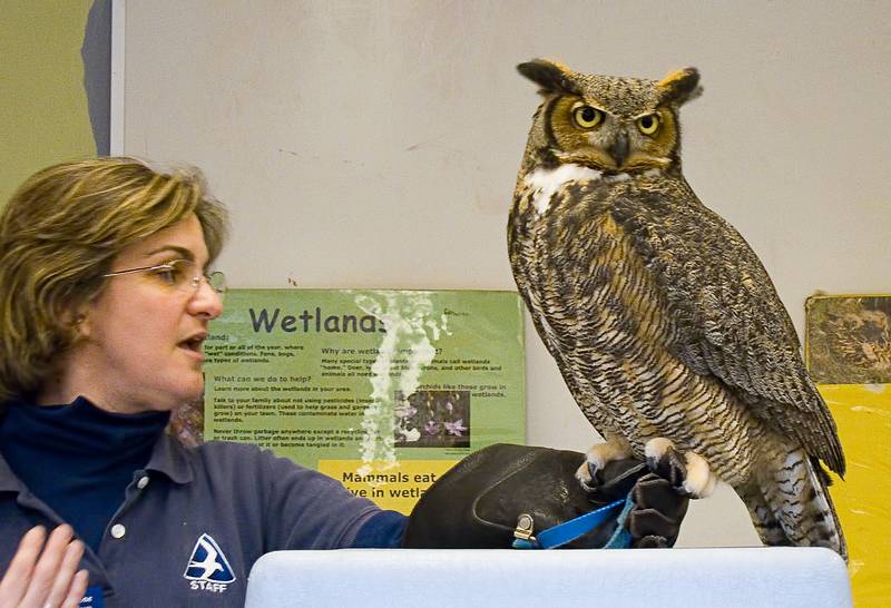 Martha talking about the horned owl.<br />Feb. 12, 2011 - Parker River National Wildlife Refuge Headquarters in Newburyport, Massachusetts.