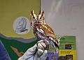 Screech owl.<br />Feb. 12, 2011 - Parker River National Wildlife Refuge Headquarters in Newburyport, Massachusetts.