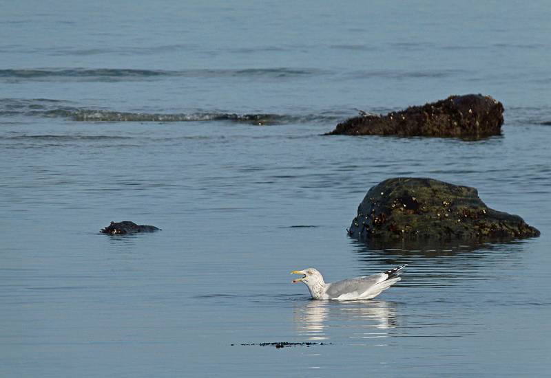 Feb. 17, 2011 - Sandy Point State Reservation, Plum Island, Massachusetts.