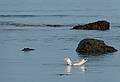 Feb. 17, 2011 - Sandy Point State Reservation, Plum Island, Massachusetts.