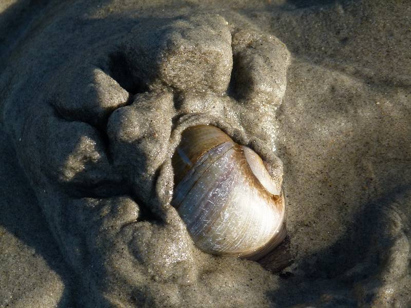 Feb. 17, 2011 - Parker River National Wildlife Refuge, Plum Island, Massachusetts.