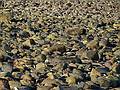 Feb. 17, 2011 - Parker River National Wildlife Refuge, Plum Island, Massachusetts.