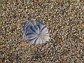 A sand dollar partially burried.<br />Feb. 17, 2011 - Parker River National Wildlife Refuge, Plum Island, Massachusetts.