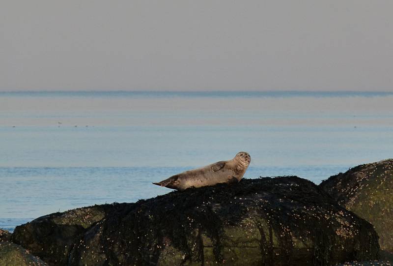 Seal.<br />Feb. 17, 2011 - Parker River National Wildlife Refuge, Plum Island, Massachusetts.