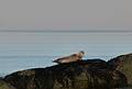 Seal.<br />Feb. 17, 2011 - Parker River National Wildlife Refuge, Plum Island, Massachusetts.