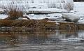 Hooded merganser on the Little River.<br />Feb. 24, 2011 - Old Town Hill (Trustees of Reservations), Newbury, Massachusetts.