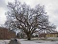 Matthew, Joyce, and Miranda walking past a magnificent tree.<br />March 6, 2011 - Phillips Academy, Andover, Massachusetts.