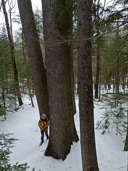 Joyce at the Big Pines.<br />On the Big Pines Path to a clump of old, big white pines.<br />March 12, 2011 - Waterville Valley, New Hampshire.