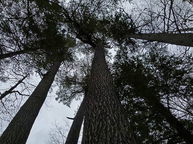 The Big Pines.<br />On the Big Pines Path to a clump of old, big white pines.<br />March 12, 2011 - Waterville Valley, New Hampshire.