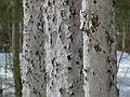 What happened to these beech trees?<br />Along the Brown Ash Swamp Bike Trail.<br />March 13, 2011 - Waterville Valley, New Hampshire.