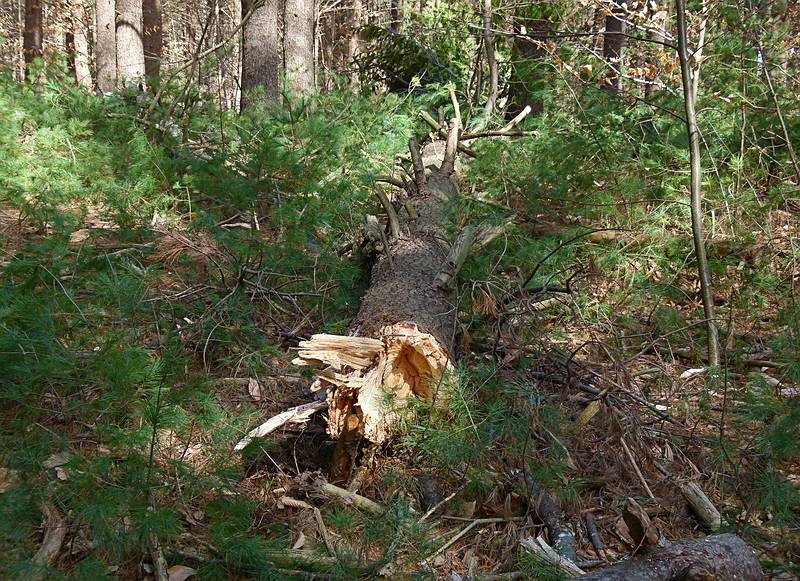 John and I heard and watched this tree fall.<br />The wind was gusting quite strongly.<br />March 18, 2011 - Maudslay State Park, Newburyport, Massachusetts.