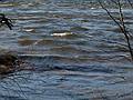 The wind was strong enough to churn up some waves on the Merrimack River.<br />March 18, 2011 - Maudslay State Park, Newburyport, Massachusetts.