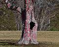 The remains of last years Outdoor Sculpture Show.<br />March 18, 2011 - Maudslay State Park, Newburyport, Massachusetts.