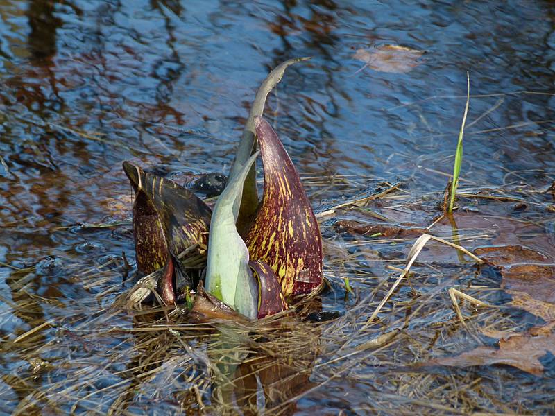 Skunk cabbage.<br />March 18, 2011 - Maudslay State Park, Newburyport, Massachusetts.