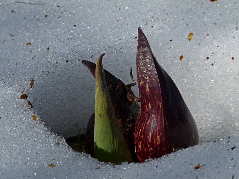 Skunk cabbage peeking out of the snow.<br />March 18, 2011 - Maudslay State Park, Newburyport, Massachusetts.